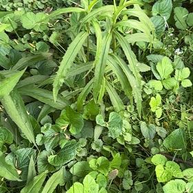 Photo of the plant species Peach-Leaved Bellflower by @SportyLungwort named Fernie Saunders on Greg, the plant care app
