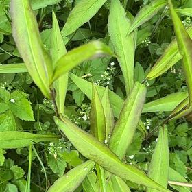 Photo of the plant species Mexican Bluebell by @SportyLungwort named James Dean on Greg, the plant care app