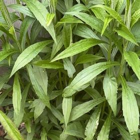 Photo of the plant species Rough Canada Goldenrod by @SportyLungwort named Kendall on Greg, the plant care app