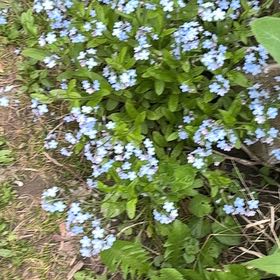Photo of the plant species Forget-Me-Not by @SportyLungwort named Beckham on Greg, the plant care app