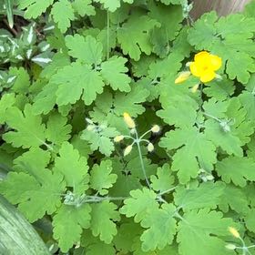Photo of the plant species Greater Celandine by @SportyLungwort named Elle on Greg, the plant care app