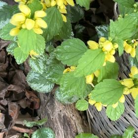 Photo of the plant species Yellow Archangel by @SportyLungwort named Sage on Greg, the plant care app