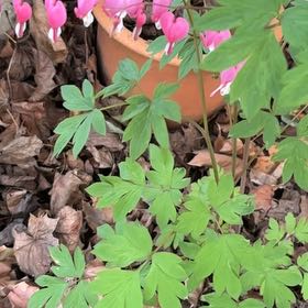 Photo of the plant species Asian Bleeding-Heart by @SportyLungwort named Captain Plant-it on Greg, the plant care app