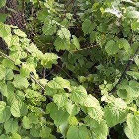 Photo of the plant species Littleleaf Linden by @SportyLungwort named Kobe on Greg, the plant care app