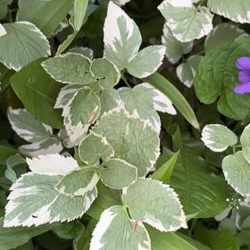 Photo of the plant species Bishop's Goutweed by @SportyLungwort named Scarlett on Greg, the plant care app