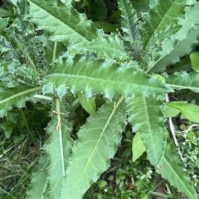 Photo of the plant species Canada Thistle by @SportyLungwort named Oscar on Greg, the plant care app