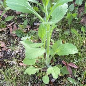 Photo of the plant species Philadelphia Fleabane by @SportyLungwort named Rihanna on Greg, the plant care app