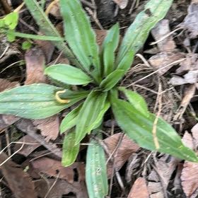 Photo of the plant species Ribwort Plantain by @SportyLungwort named Beyonce on Greg, the plant care app