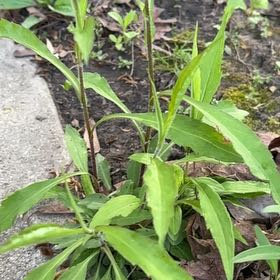 Photo of the plant species Poorman Pepperweed by @SportyLungwort named Wall-E on Greg, the plant care app