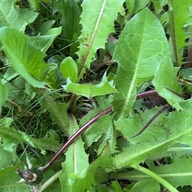 Photo of the plant species Blowball by @SportyLungwort named Michelle Branch on Greg, the plant care app