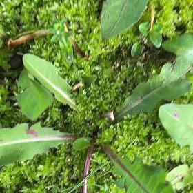 Photo of the plant species Curly Dock by @SportyLungwort named Aria on Greg, the plant care app