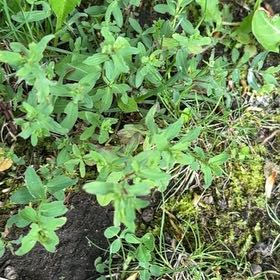 Photo of the plant species Common St. John's Wort by @SportyLungwort named LiloStitch on Greg, the plant care app