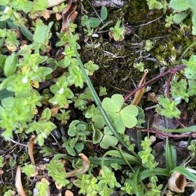 Photo of the plant species Red Chickweed by @SportyLungwort named Walt on Greg, the plant care app