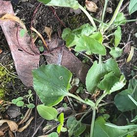 Photo of the plant species Australian Violet by @SportyLungwort named Queen on Greg, the plant care app