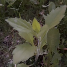 Photo of the plant species Melde by @SportyLungwort named Khaleesi on Greg, the plant care app
