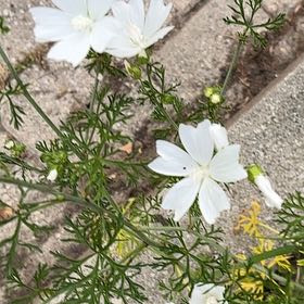 Photo of the plant species Musk Mallow by @SportyLungwort named Luna on Greg, the plant care app