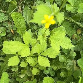 Photo of the plant species Geum Urbanum by @SportyLungwort named Osmo on Greg, the plant care app