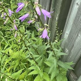 Photo of the plant species Rampion Bellflower by @SportyLungwort named Doja Cat on Greg, the plant care app