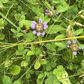 Photo of the plant species Common Selfheal by @SportyLungwort named Dolores on Greg, the plant care app