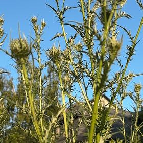 Photo of the plant species Spear Thistle by @SportyLungwort named Kardashian on Greg, the plant care app