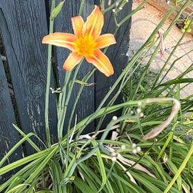 Photo of the plant species Orange Daylily by @SportyLungwort named Mando on Greg, the plant care app