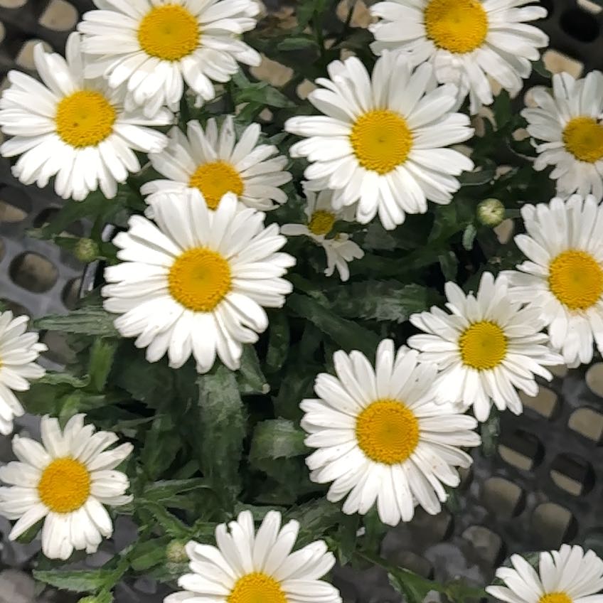 Photo of the plant species Ox-Eye Daisy by @SportyLungwort named Rainier on Greg, the plant care app