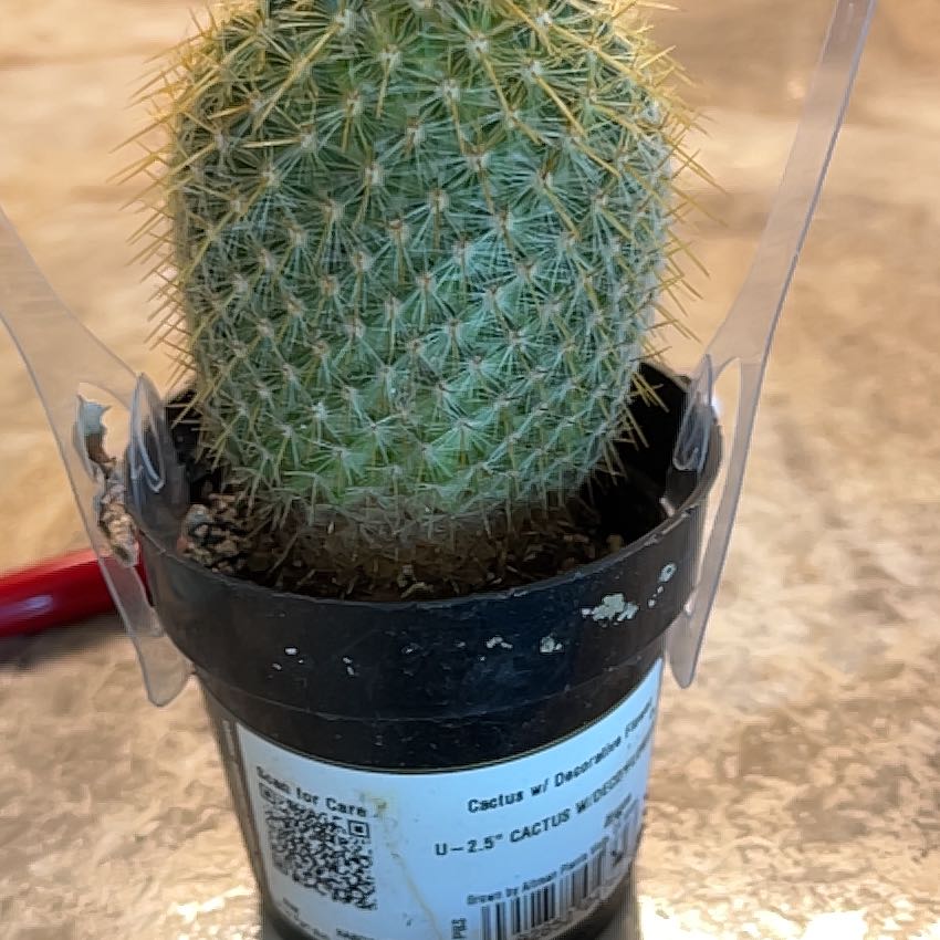 Photo of the plant species Mammillaria albilanata by @GiddyCodiaeum18 named Winston on Greg, the plant care app