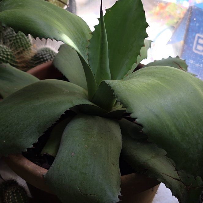 Photo of the plant species Butterfly Agave by @UberKale2 named Spike Leaves on Greg, the plant care app