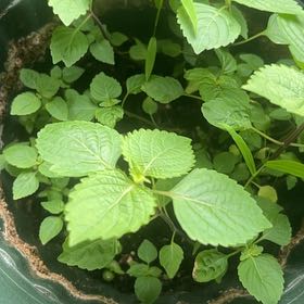 Photo of the plant species Beefsteak Plant by @PoliteTarbush95 named Coco on Greg, the plant care app