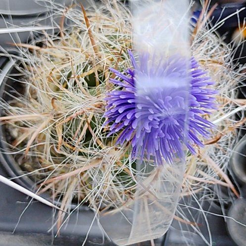 Photo of the plant species Cardoon by @FitPeyote98 named Queen on Greg, the plant care app