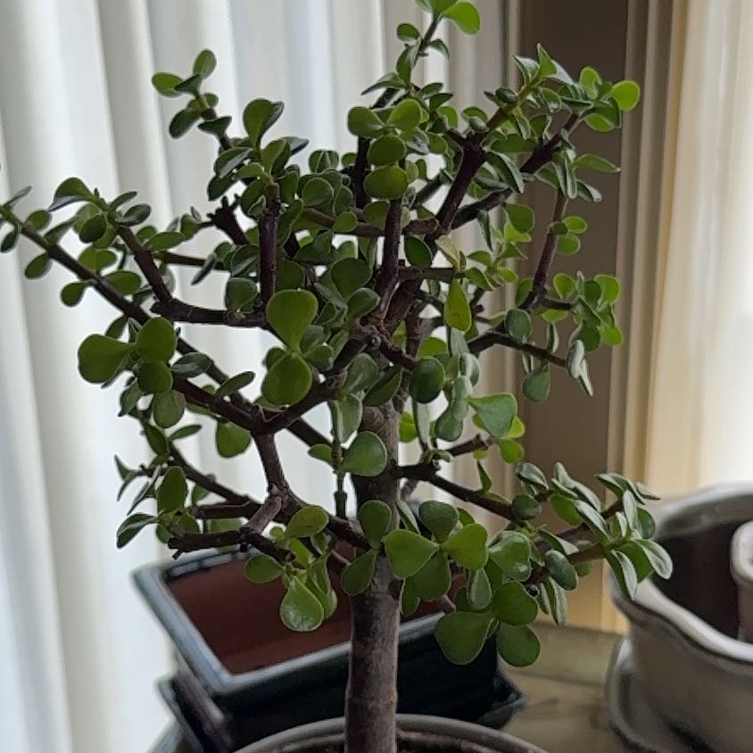 Leaf Erickson