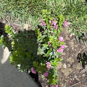 Photo of the plant species Myrtle-Leaf Milkwort by @BeefyAnahaw63 named Drake on Greg, the plant care app