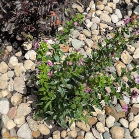Photo of the plant species Mexican-Heather by @BeefyAnahaw63 named Athena on Greg, the plant care app