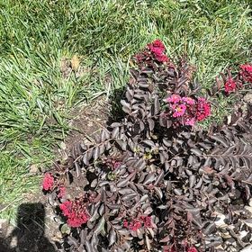 Photo of the plant species Lagerstroemia Indica by @BeefyAnahaw63 named Walt on Greg, the plant care app