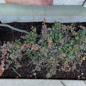 Photo of the plant species Japanese Barberry by @BeefyAnahaw63 named Marilyn on Greg, the plant care app