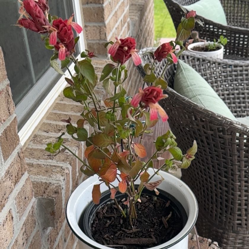 Photo of the plant species Shrimp Plant by @FabCentro93 named Bigleef Smalls on Greg, the plant care app