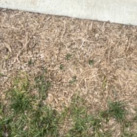 Photo of the plant species Bermuda Grass by @GoodErophaca43 named Orwell on Greg, the plant care app