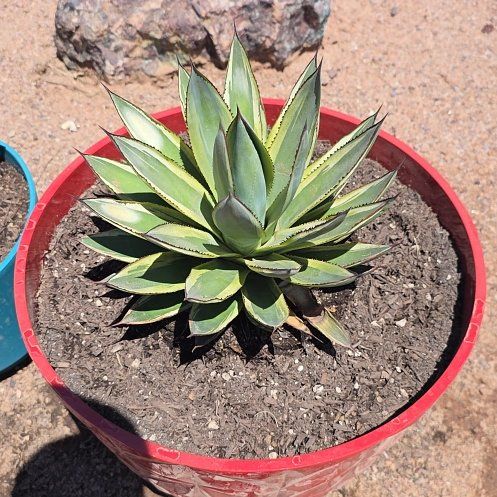 Photo of the plant species Agave by @AwakeSweetbox96 named Rainier on Greg, the plant care app