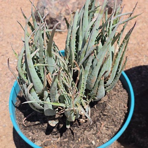 Photo of the plant species Aloe 'Blue Elf' by @AwakeSweetbox96 named James Dean on Greg, the plant care app