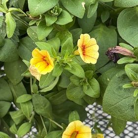 Photo of the plant species Peruvian Zinnia by @LusciousTule21 named Messi on Greg, the plant care app