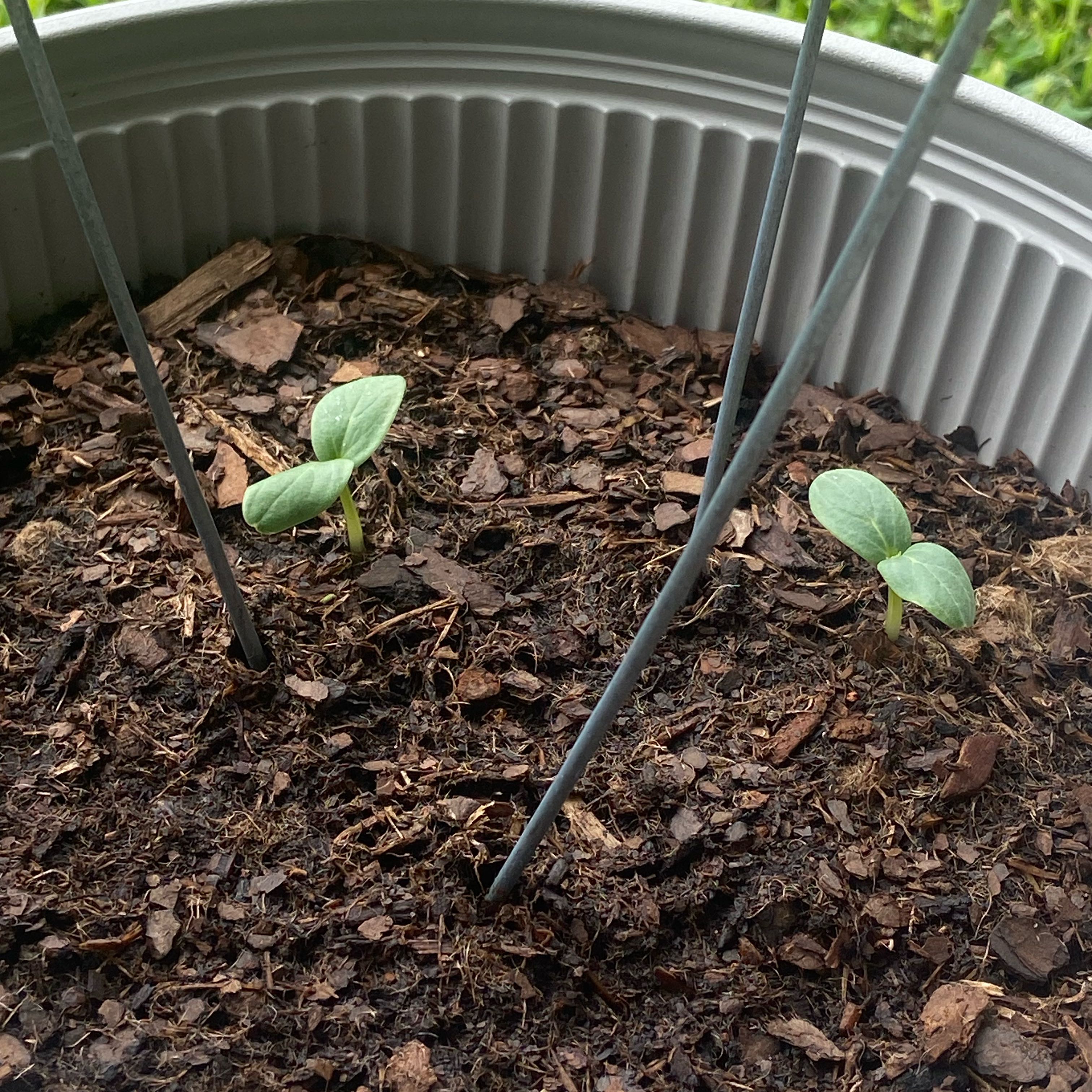 Photo of the plant species Boston Pickling Cucumber by @StoutGinger61 named Plato on Greg, the plant care app