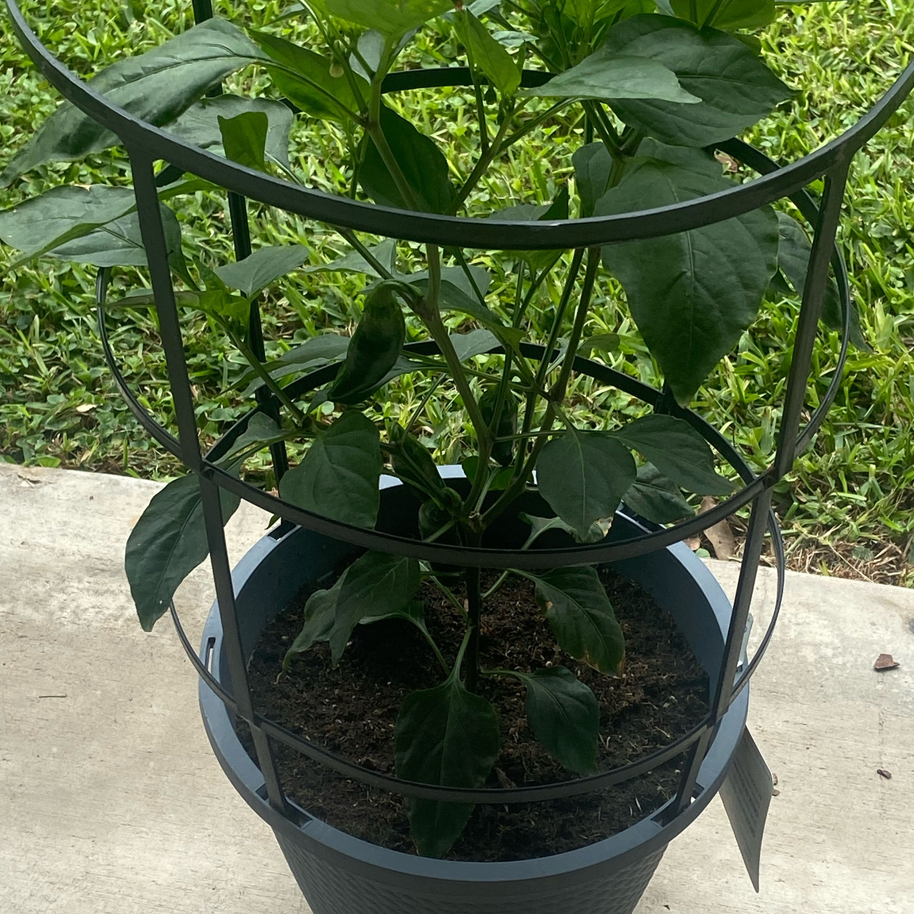 Photo of the plant species Jalepeno by @StoutGinger61 named Morgan Treeman on Greg, the plant care app