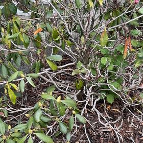 Photo of the plant species Sexton's Bride by @GladChamisa36 named Rosa on Greg, the plant care app