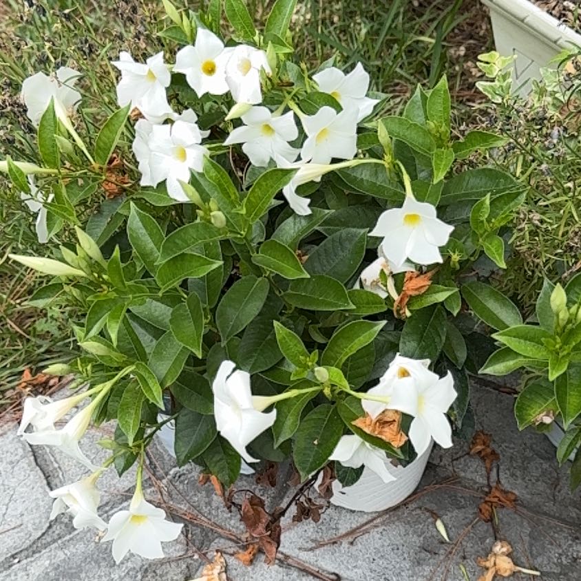 Photo of the plant species Brazil's White Angel Trumpet by @ProviderLovage named Apollo on Greg, the plant care app