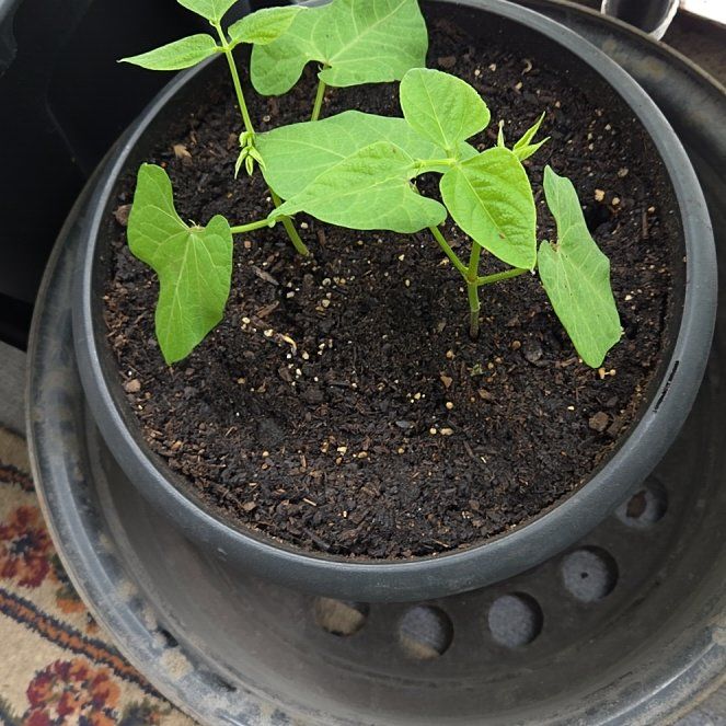 Photo of the plant species Common Bean by @ZingRhodora98 named Curie on Greg, the plant care app
