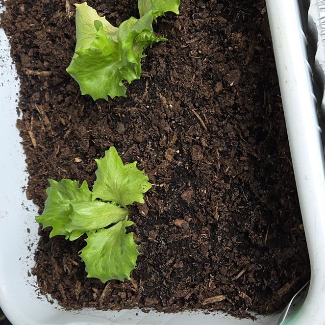 Photo of the plant species Garden Lettuce by @ZingRhodora98 named Sage on Greg, the plant care app