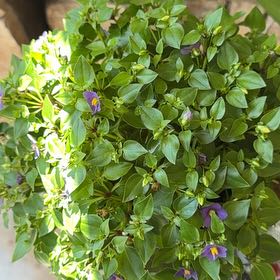 Photo of the plant species Persian violet by @GratifiedTutu named Keanu Leaves on Greg, the plant care app