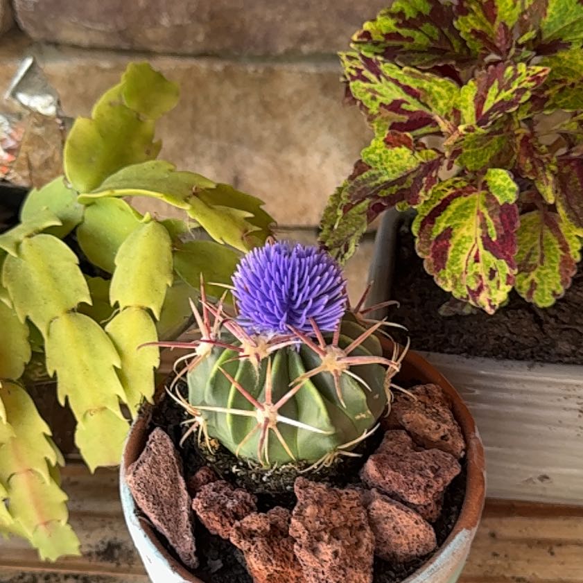 Photo of the plant species Ferocactus histrix by @GratifiedTutu named Cactus Jack on Greg, the plant care app