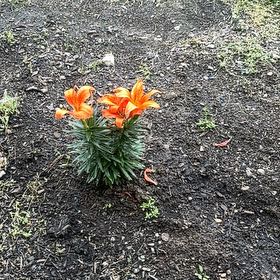 Photo of the plant species Orange Lily by @FunHemlock81 named Achilles on Greg, the plant care app