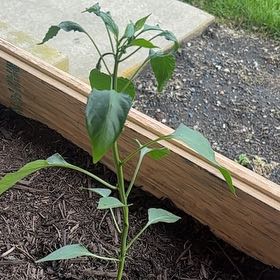 Photo of the plant species Jalepeno by @FunHemlock81 named Treeyoncé on Greg, the plant care app